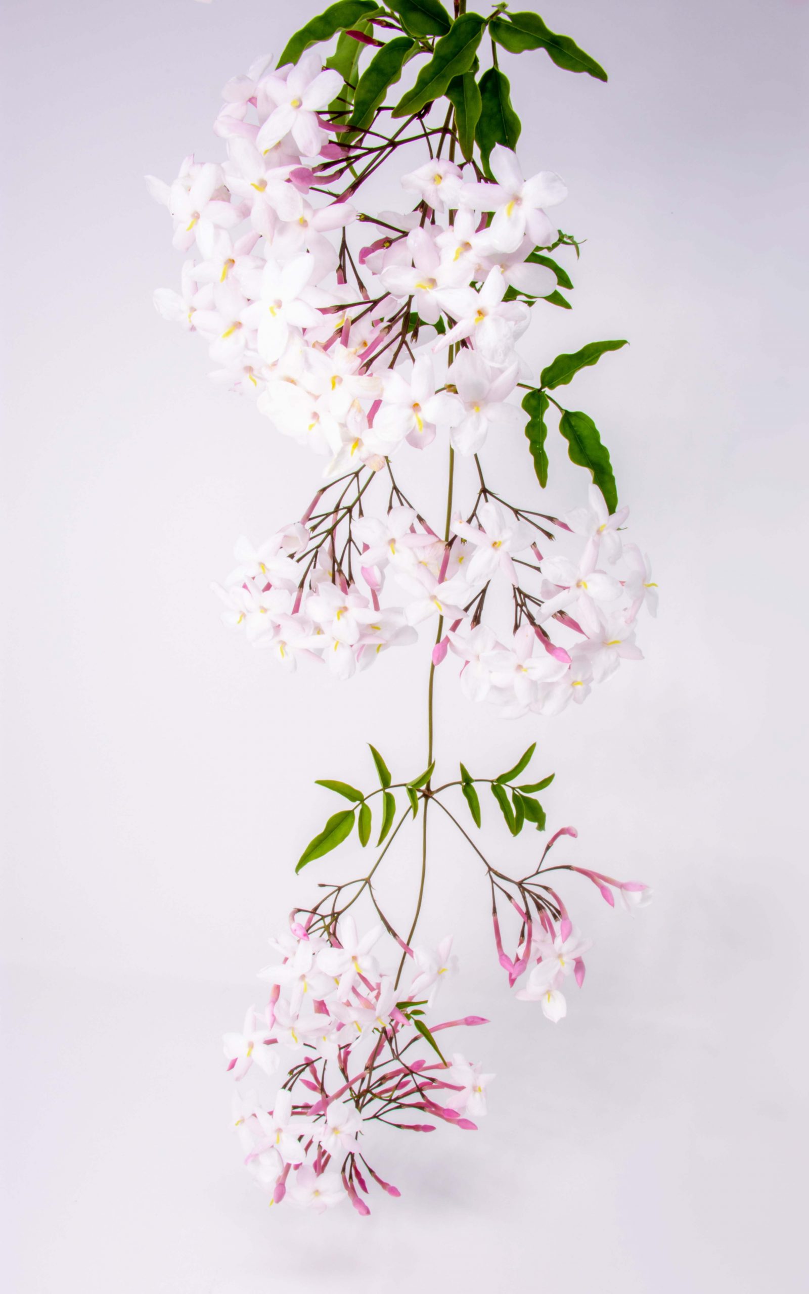 ۱۱ مزیت روغن یاسمن برای پوست شما